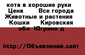 кота в хорошие руки › Цена ­ 0 - Все города Животные и растения » Кошки   . Кировская обл.,Югрино д.
